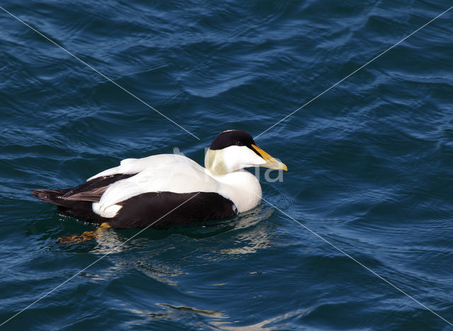 Eider (Somateria mollissima)