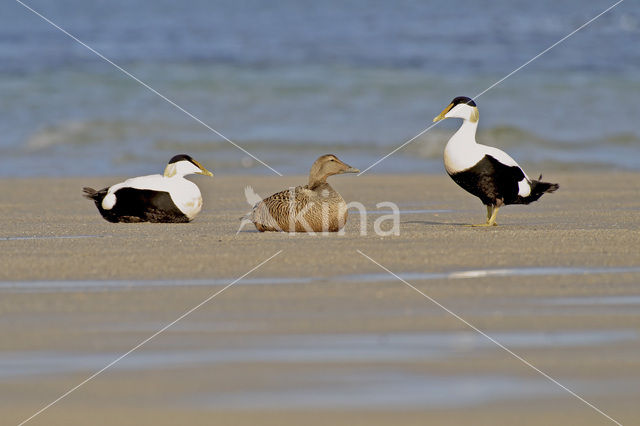 Eider (Somateria mollissima)