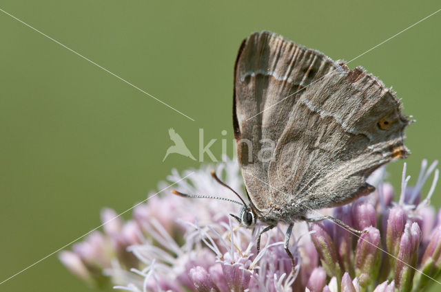 Purple Hairstreak (Neozephyrus quercus)