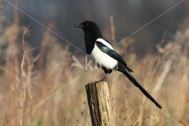 Black-billed Magpie (Pica pica)