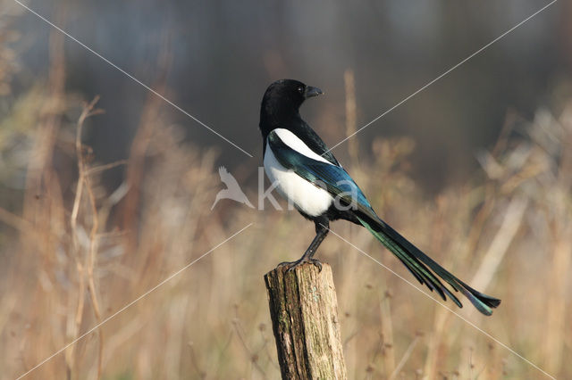 Black-billed Magpie (Pica pica)