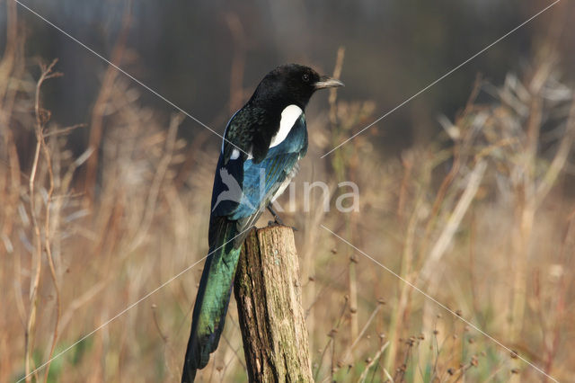 Black-billed Magpie (Pica pica)