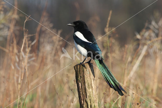 Black-billed Magpie (Pica pica)