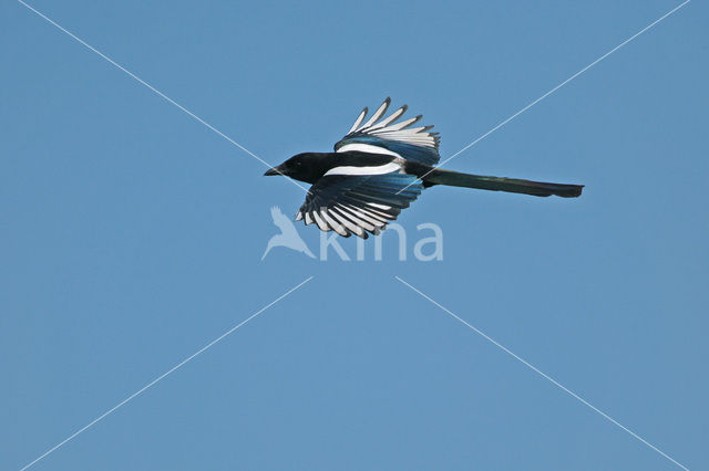 Black-billed Magpie (Pica pica)