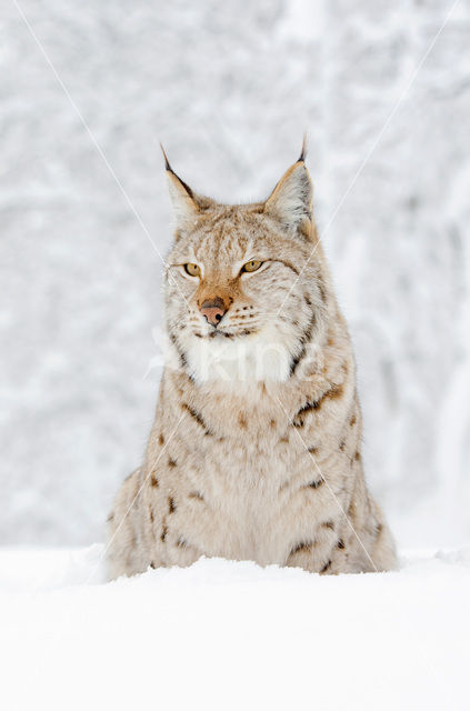 Euraziatische lynx (Lynx lynx)