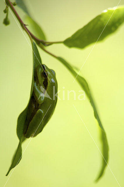 Europese boomkikker (Hyla arborea)