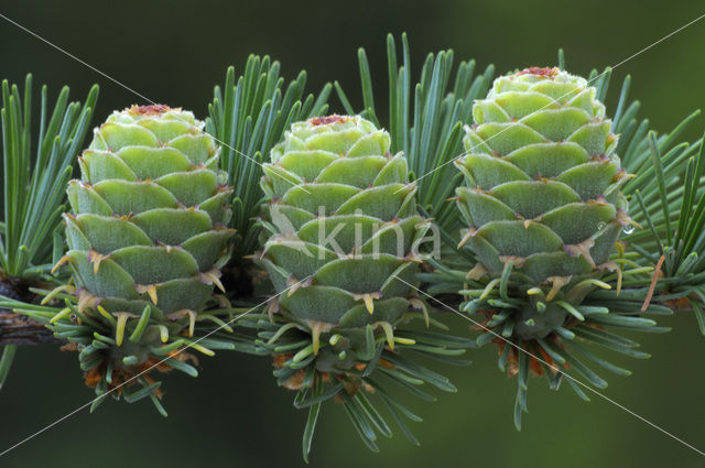 European Larch (Larix decidua)