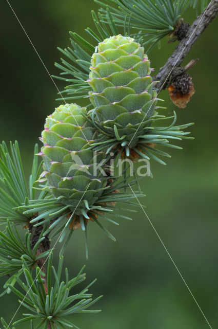 European Larch (Larix decidua)