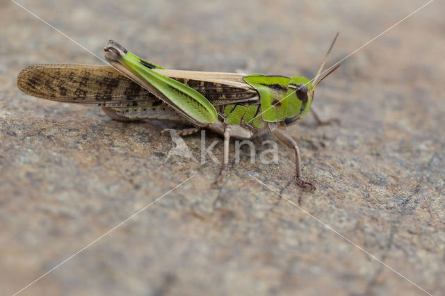 Europese treksprinkhaan (Locusta migratoria)