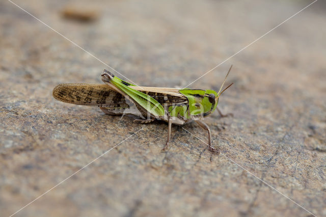 Europese treksprinkhaan (Locusta migratoria)