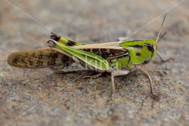 Europese treksprinkhaan (Locusta migratoria)