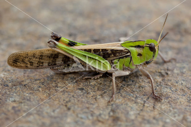 migratory locust (Locusta migratoria)