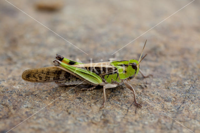 Europese treksprinkhaan (Locusta migratoria)