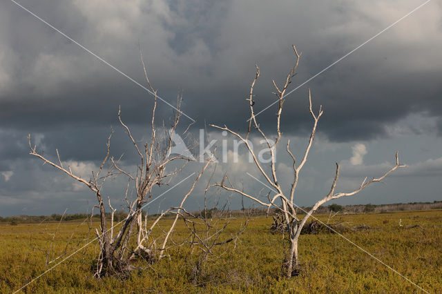 Everglades