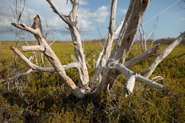 Everglades