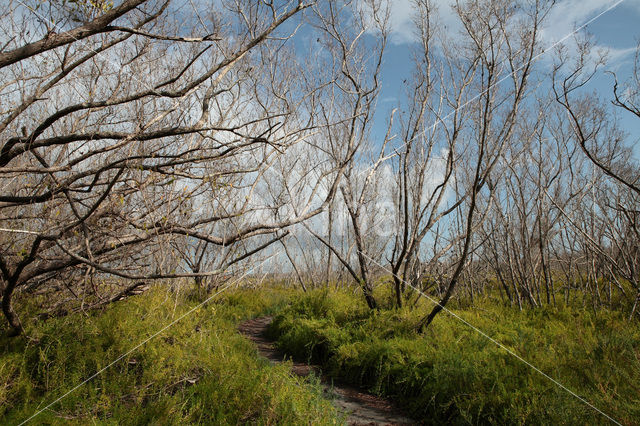 Everglades