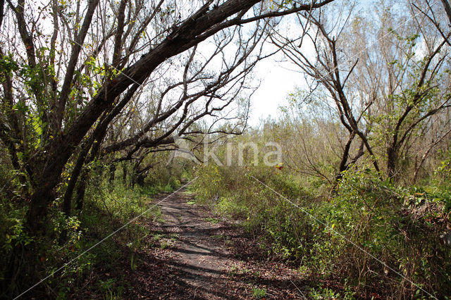 Everglades