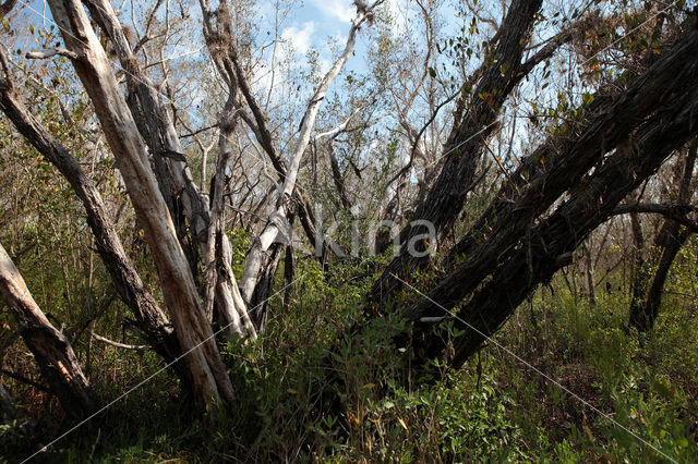 Everglades