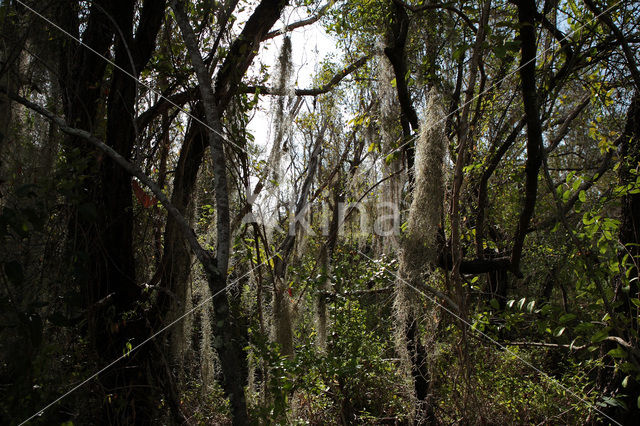 Everglades