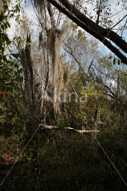 Everglades