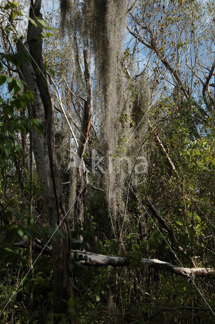 Everglades