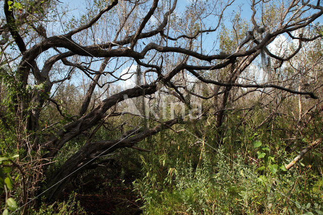 Everglades