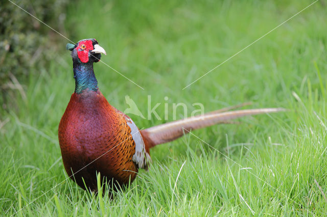 Ring-necked Pheasant (Phasianus colchicus)