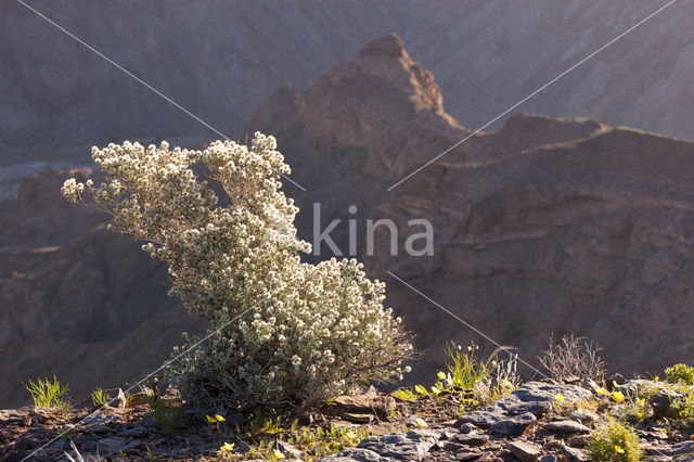 Fish River Canyon