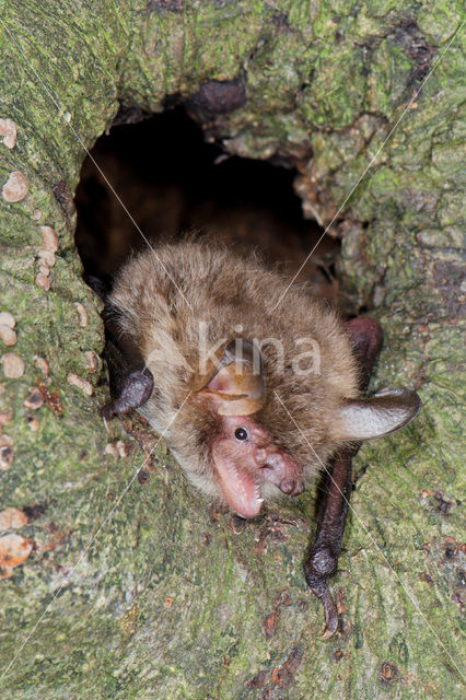 Natterer’s Bat (Myotis nattereri)