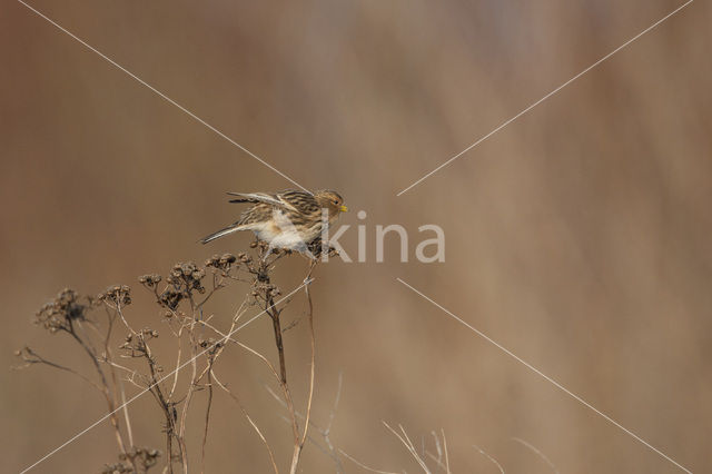 Twite (Carduelis flavirostris)