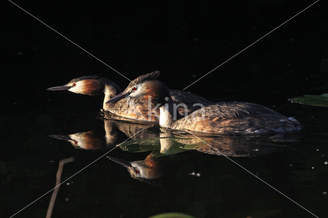 Great Crested Grebe (Podiceps cristatus)