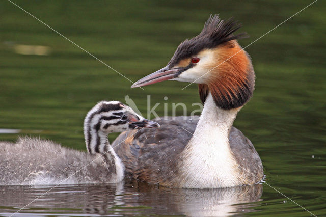 Fuut (Podiceps cristatus)