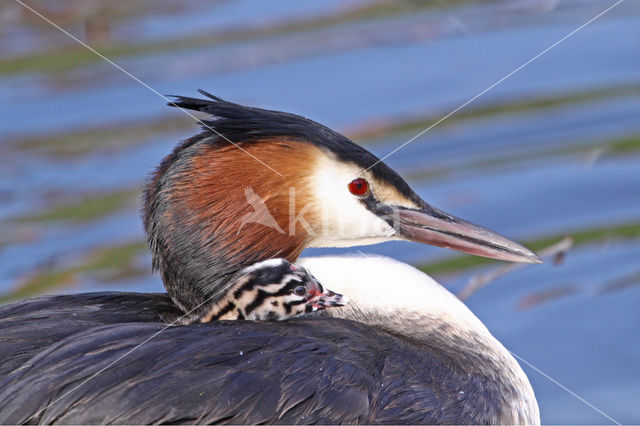 Great Crested Grebe (Podiceps cristatus)