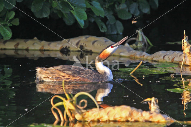 Great Crested Grebe (Podiceps cristatus)