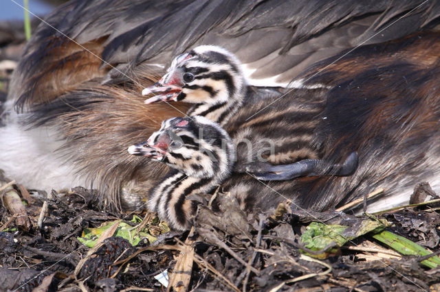 Fuut (Podiceps cristatus)