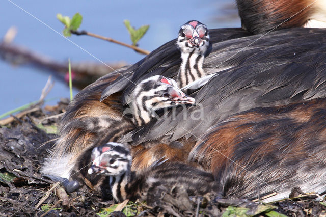 Fuut (Podiceps cristatus)