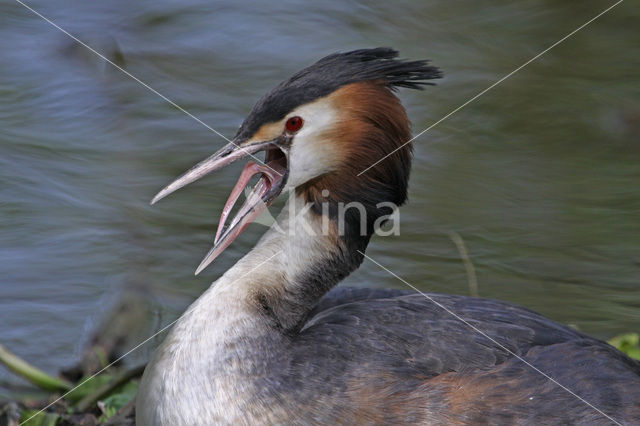 Great Crested Grebe (Podiceps cristatus)