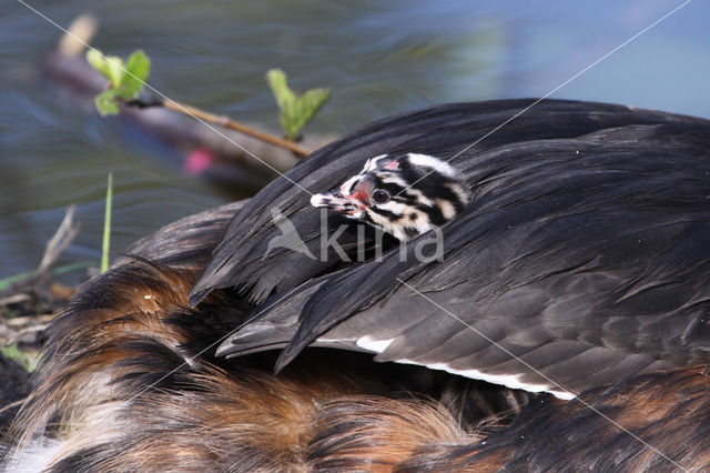 Great Crested Grebe (Podiceps cristatus)