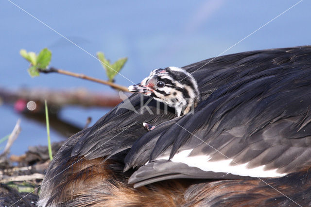 Great Crested Grebe (Podiceps cristatus)