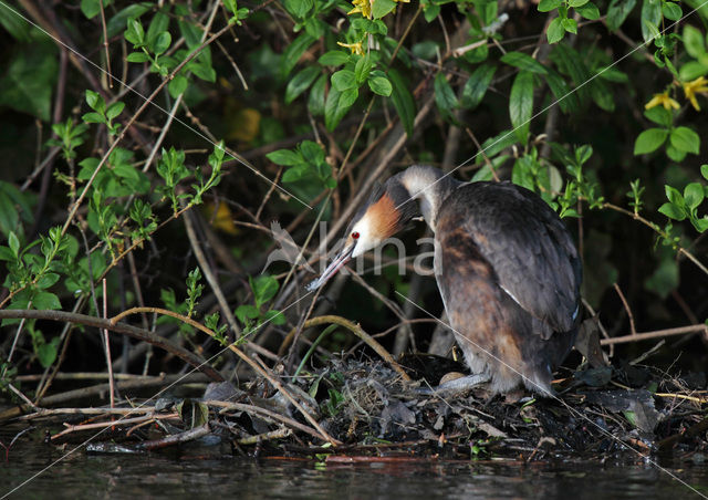 Great Crested Grebe (Podiceps cristatus)