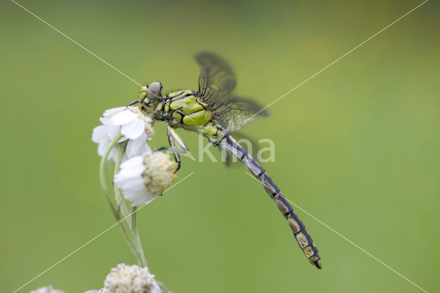 Gaffellibel (Ophiogomphus cecilia)