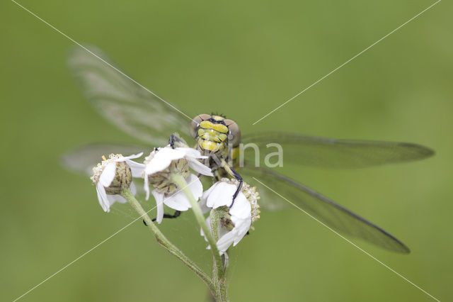 Gaffellibel (Ophiogomphus cecilia)