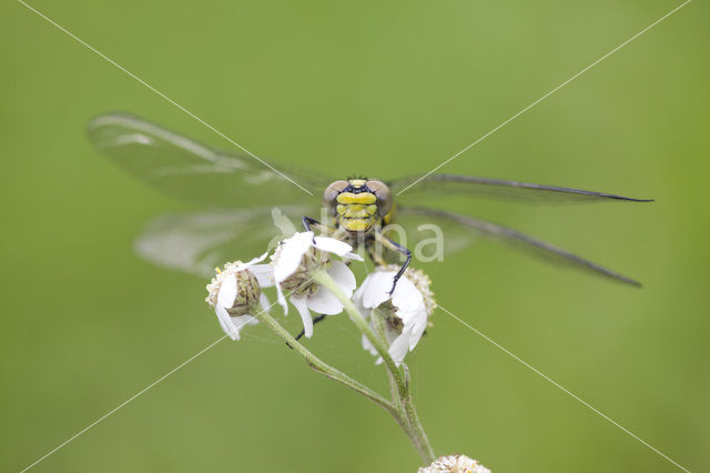 Gaffellibel (Ophiogomphus cecilia)