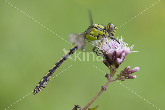 Gaffellibel (Ophiogomphus cecilia)