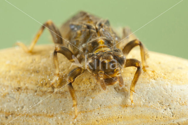 Gaffellibel (Ophiogomphus cecilia)