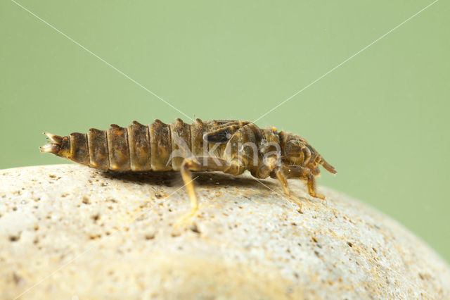 Gaffellibel (Ophiogomphus cecilia)