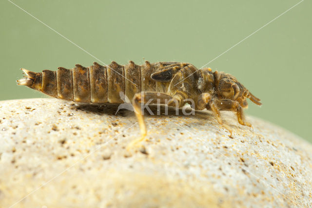 Gaffellibel (Ophiogomphus cecilia)