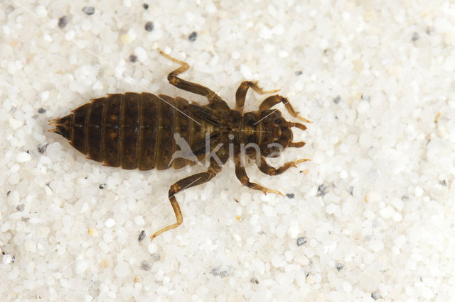 Snaketail (Ophiogomphus cecilia)