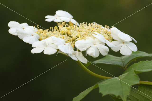 Gelderse roos (Viburnum opulus)