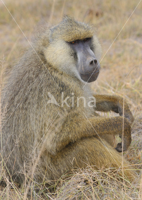 Gele baviaan (Papio cynocephalus)